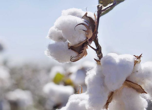 Qu'est-ce que le Fameux Coton d'Egypte