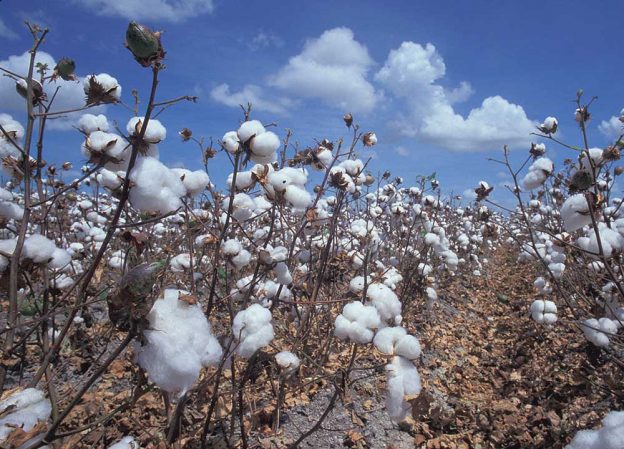 Découvrez le coton d'égypte en vidéo